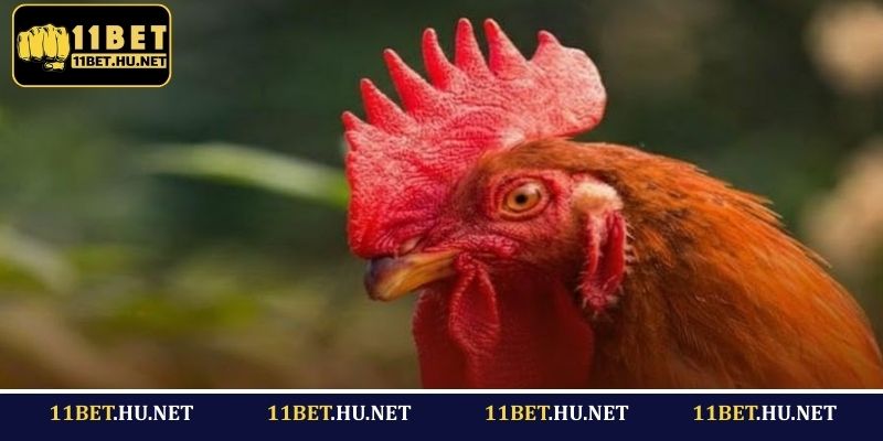Cách nhận diện các dấu hiệu tiêu biểu của gà mắt lửa
