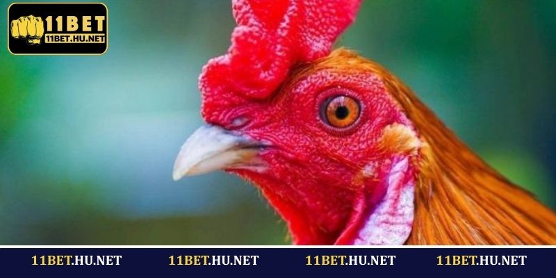 Đặc điểm nổi bật tạo nên sức mạnh của chiến kê mắt lửa