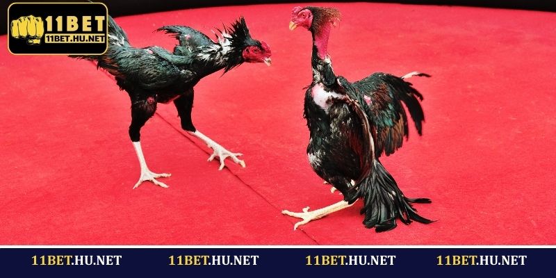 GA888 - Trang đá gà trực tiếp nên chọn
