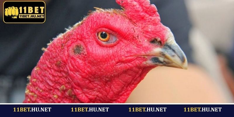 Giới thiệu về gà mắt lửa